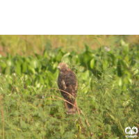 گونه سنقر تالابی شرقی Eastern Marsh Harrier